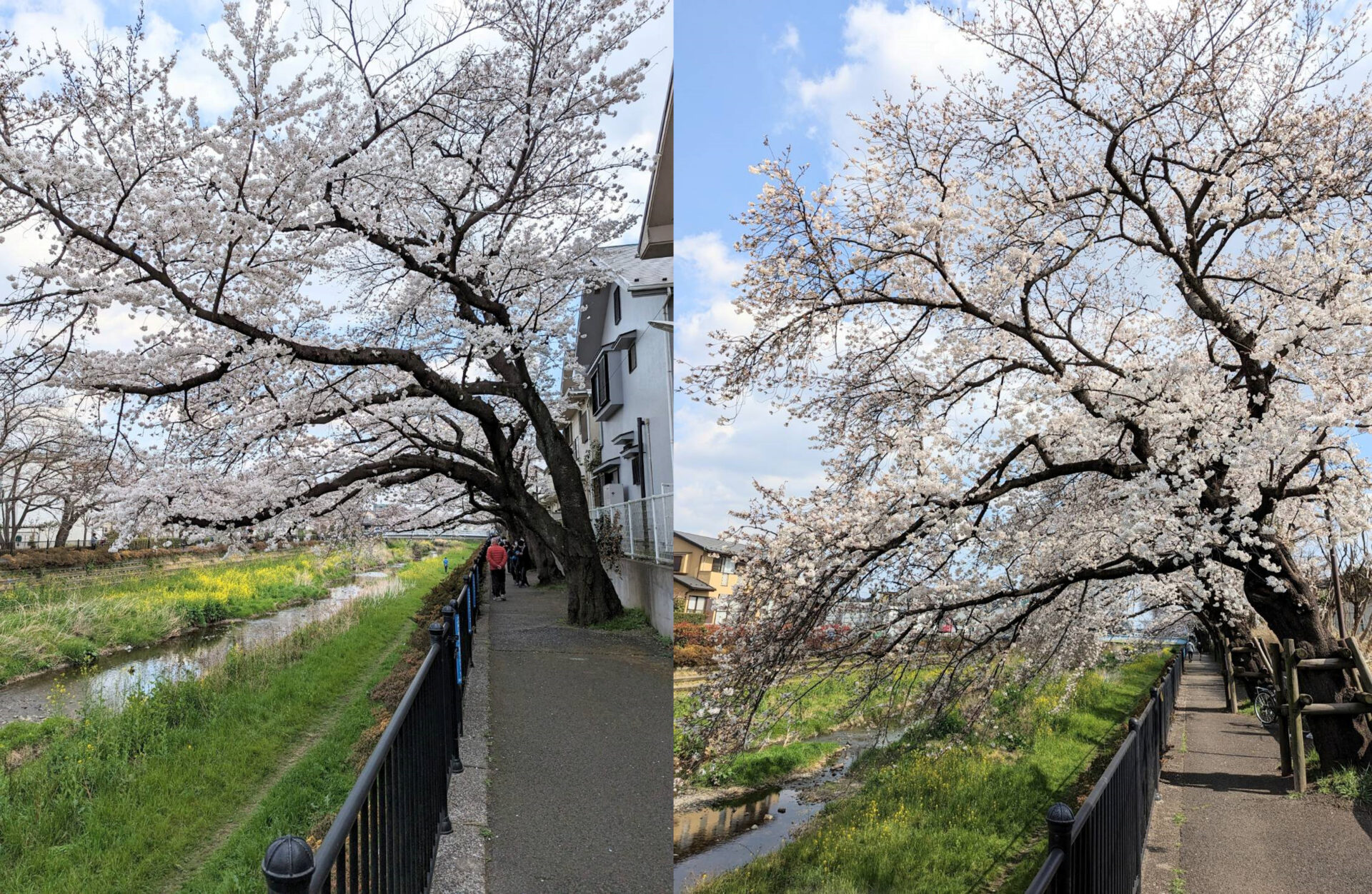 自転車旅_野川の桜-2
