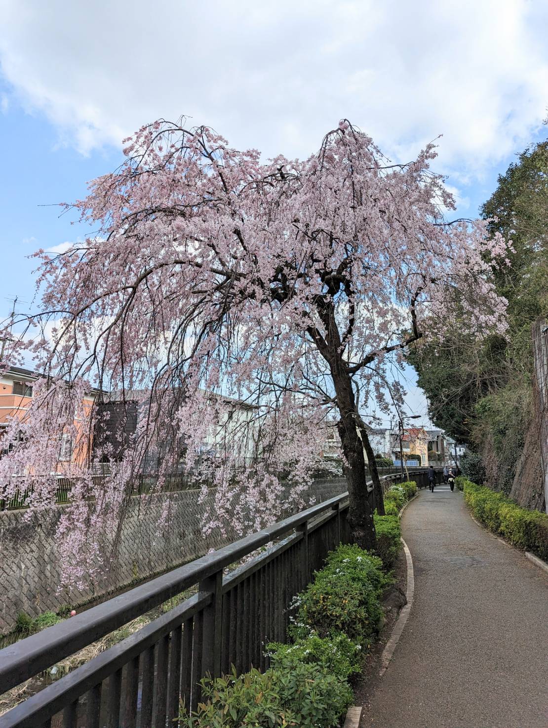 自転車旅_仙川の枝垂桜
